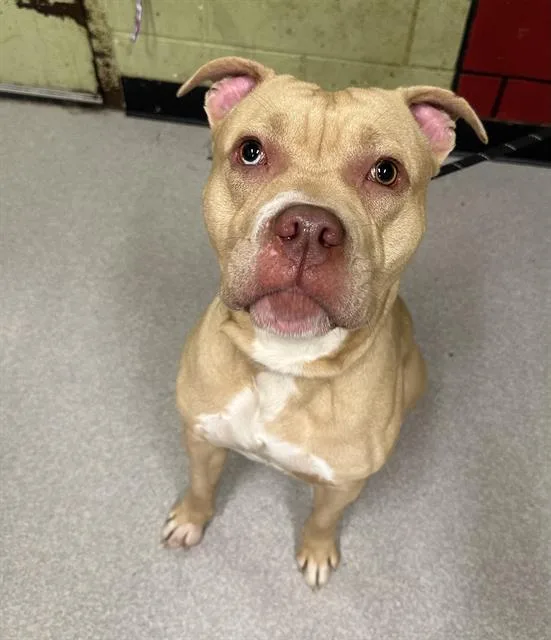 A young large-sized male Pit Bull Terrier dog named Dapper for adoption in Indianapolis, IN