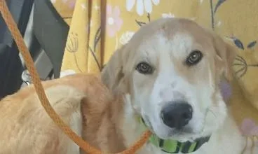A young extra large-sized male Apricot / Beige Golden Retriever dog named Rupert for adoption in Frazier Park, CA