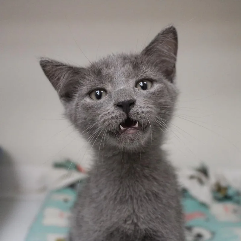 A baby small-sized male Domestic Short Hair cat named Adam for adoption in Champaign, IL