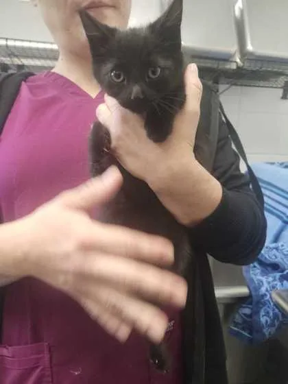 An adult small-sized male Domestic Short Hair cat named Bagheera for adoption in Spruce Pine, NC