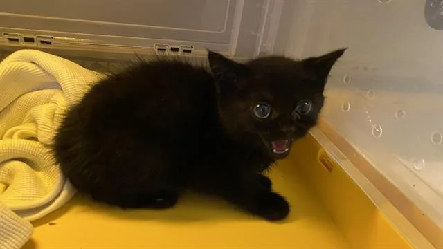 A baby small-sized male Domestic Medium Hair cat named Jasper for adoption in Modesto, CA