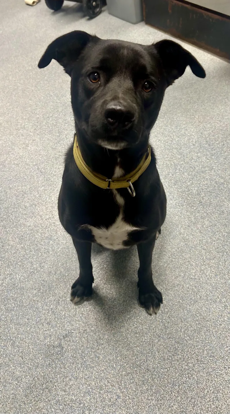 An adult large-sized male Black Mixed Breed dog named Spencer for adoption in St. Joseph, MI