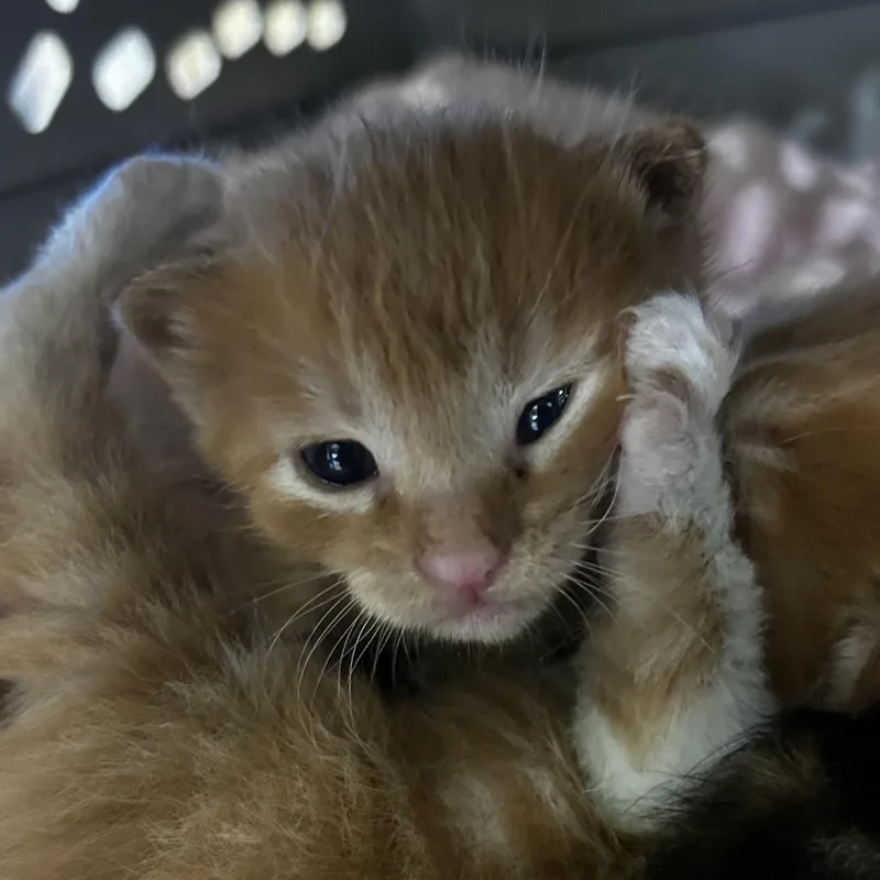 A baby small-sized male Orange / Red Domestic Short Hair cat named Coco for adoption in Upland, CA