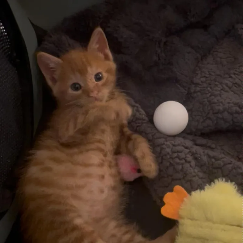 Coco thumbnail 2