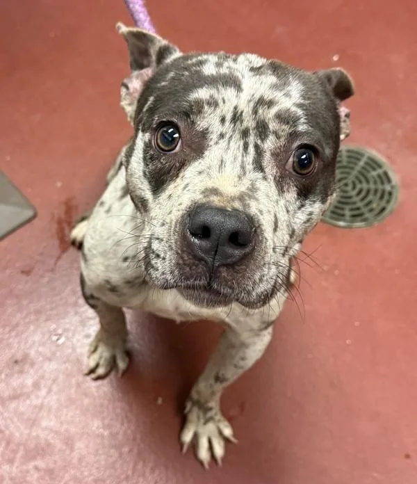 An adult medium-sized female Catahoula Leopard Dog dog named Diamond for adoption in Salisbury, MD