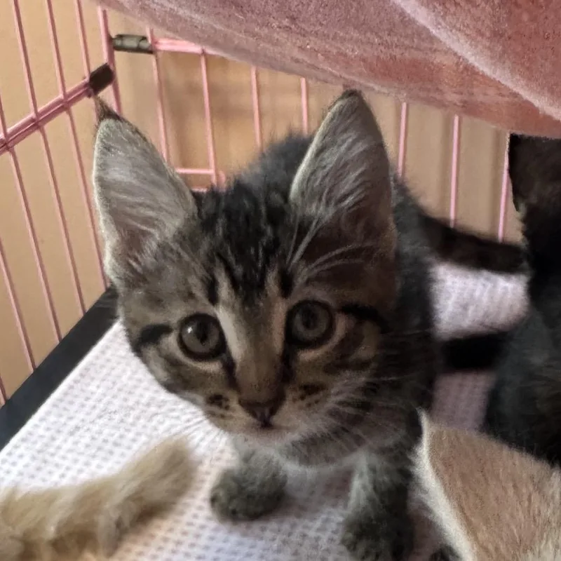 A baby small-sized female Brown / Chocolate Domestic Short Hair cat named Bartolina for adoption in Priest River, ID