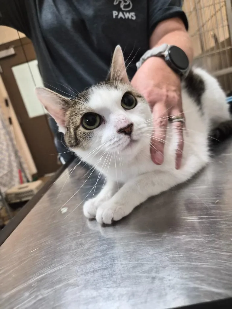 An adult medium-sized female Domestic Short Hair cat named Ghost for adoption in Rome, GA