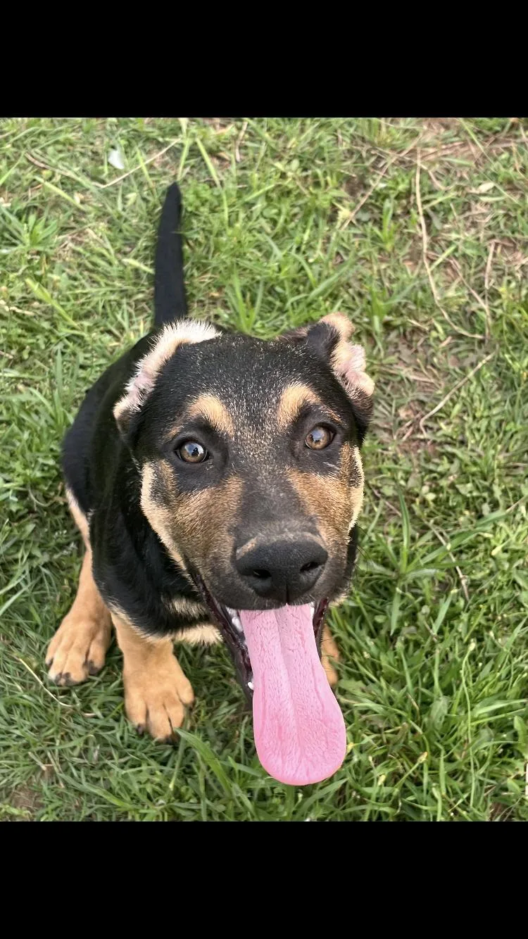 A baby large-sized male Bicolor German Shepherd Dog dog named Adam for adoption in Paradise, TX