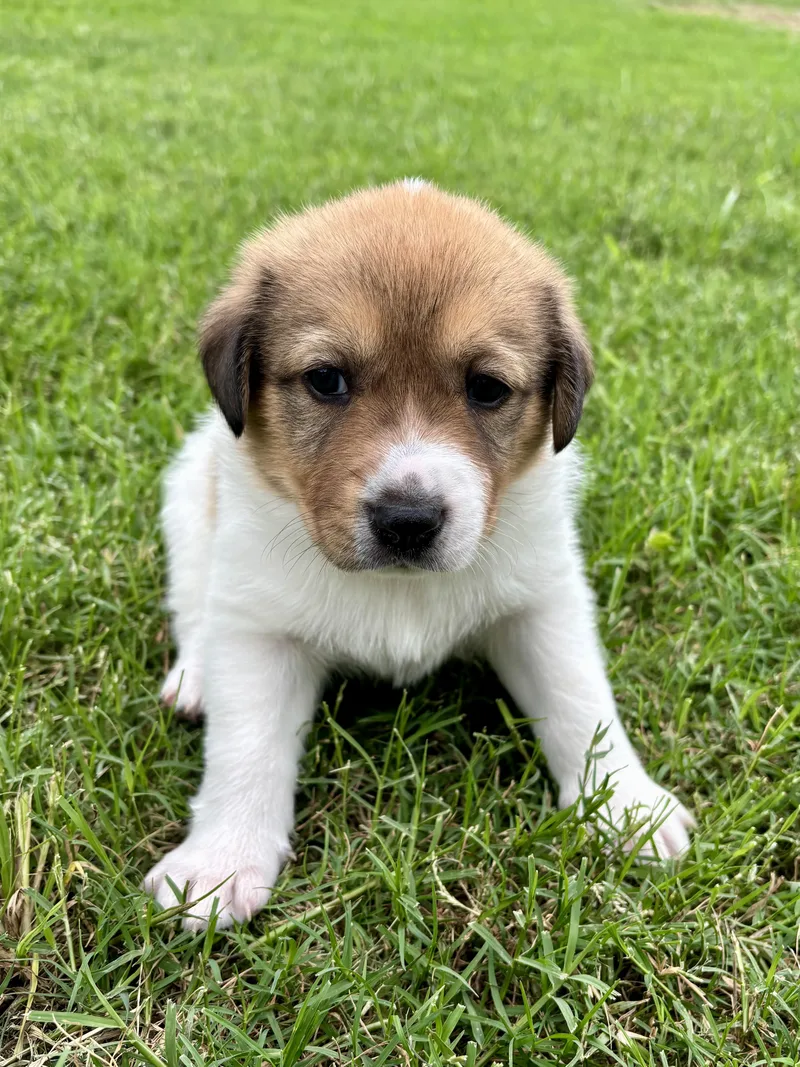 A baby large-sized male White / Cream Great Pyrenees dog named Malachi for adoption in Bulverde, TX