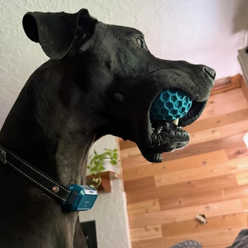 An adult extra large-sized male Great Dane dog named Axel for adoption in Houston, TX