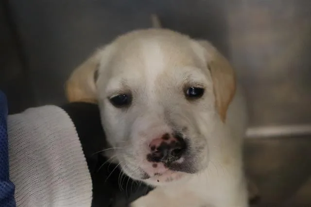 A baby small-sized female Mixed Breed dog named Lavender for adoption in Columbia, SC