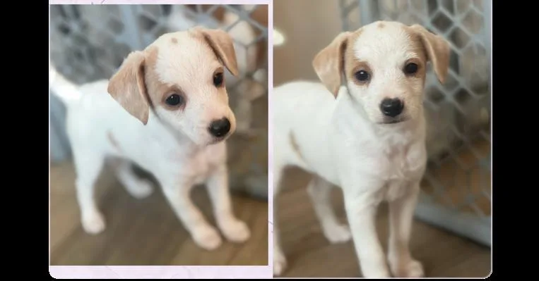 A baby small-sized female Poodle dog named Dorothy for adoption in Gillsville, GA