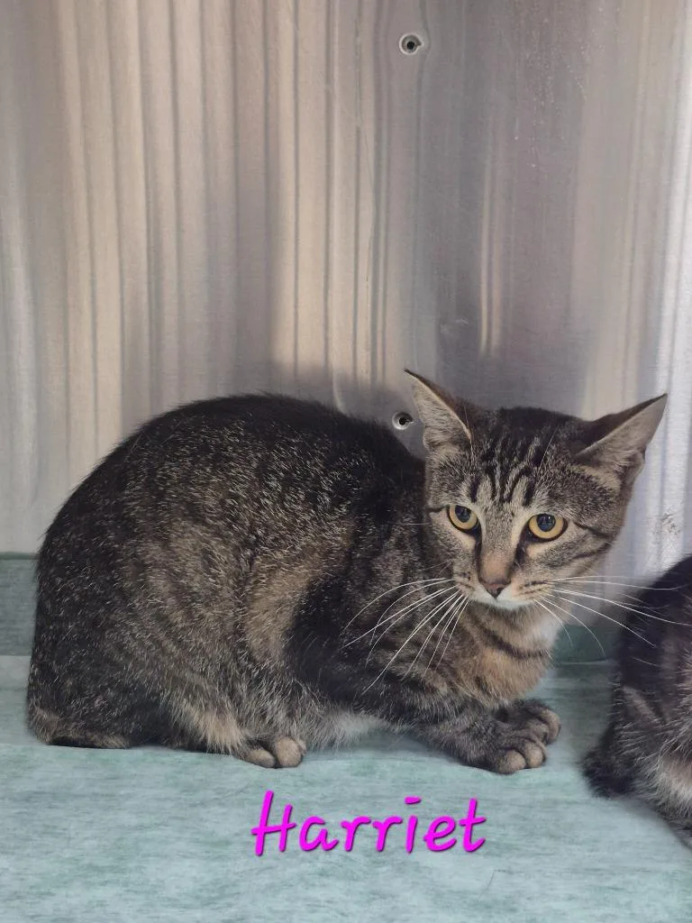 A young medium-sized female Manx cat named Harriet for adoption in Cincinnati, OH