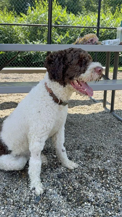 A young medium-sized male Bicolor Portuguese Water Dog dog named Zym for adoption in Mansfield, MA