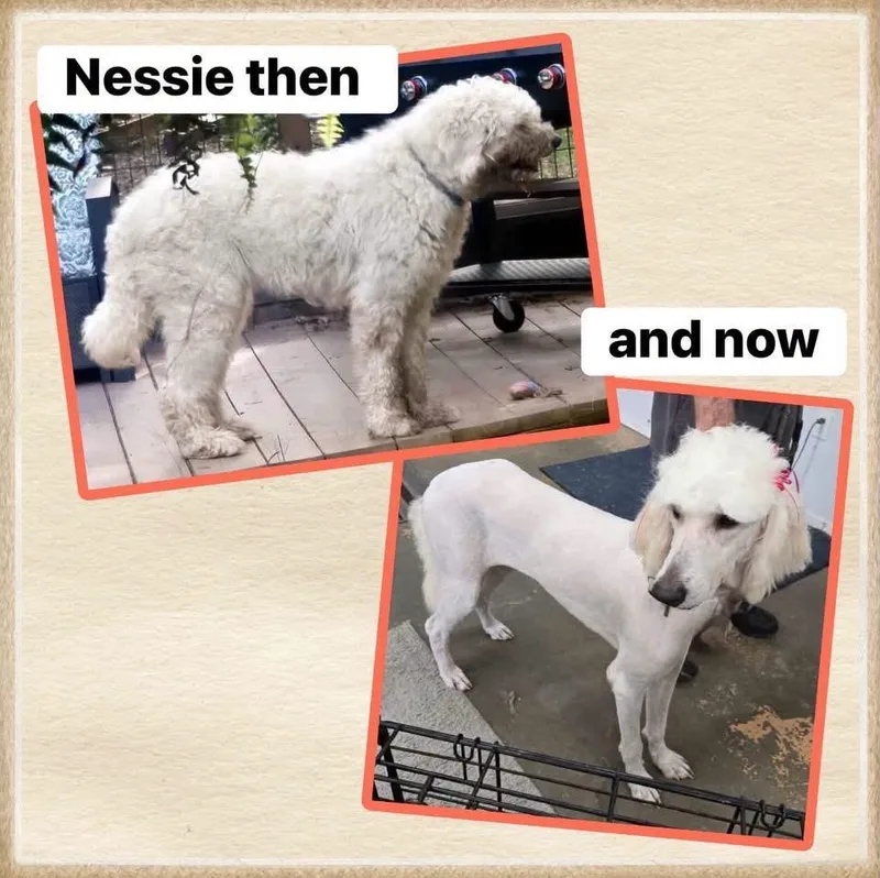 Nessie thumbnail 3