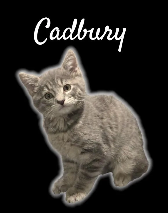 A baby small-sized female Tabby (Gray / Blue / Silver) Domestic Short Hair cat named Cadbury for adoption in Auburn, CA