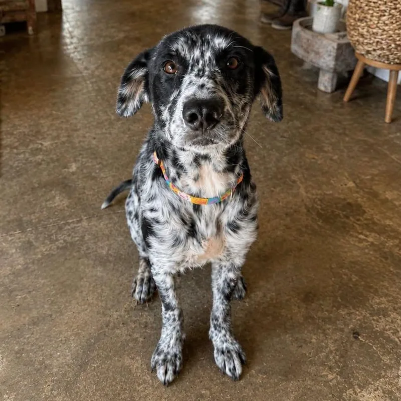 Dottie