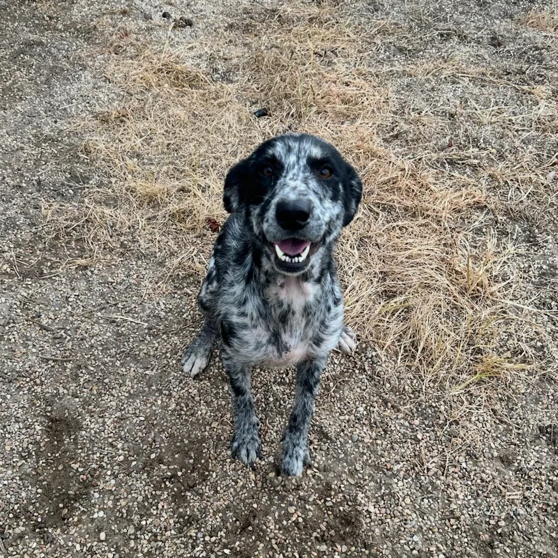 Dottie thumbnail 2