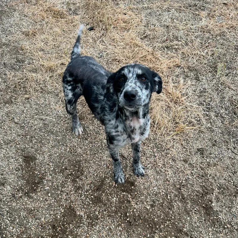 Dottie thumbnail 3