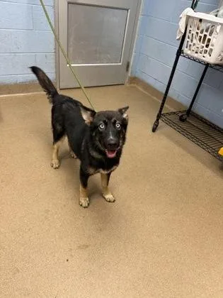 A young medium-sized female Mixed Breed dog named Kamara for adoption in Chamblee, GA