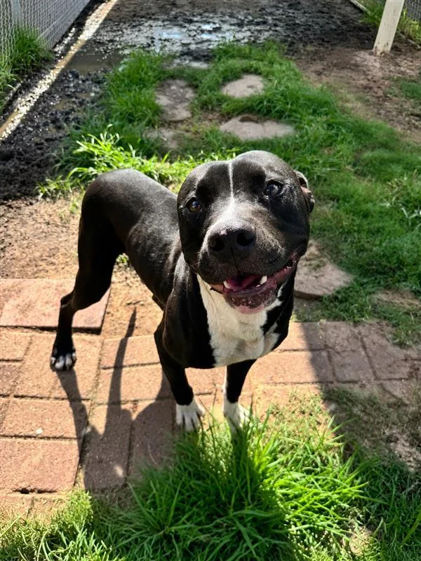 A young medium-sized male Staffordshire Bull Terrier dog named Astro for adoption in Houston, TX