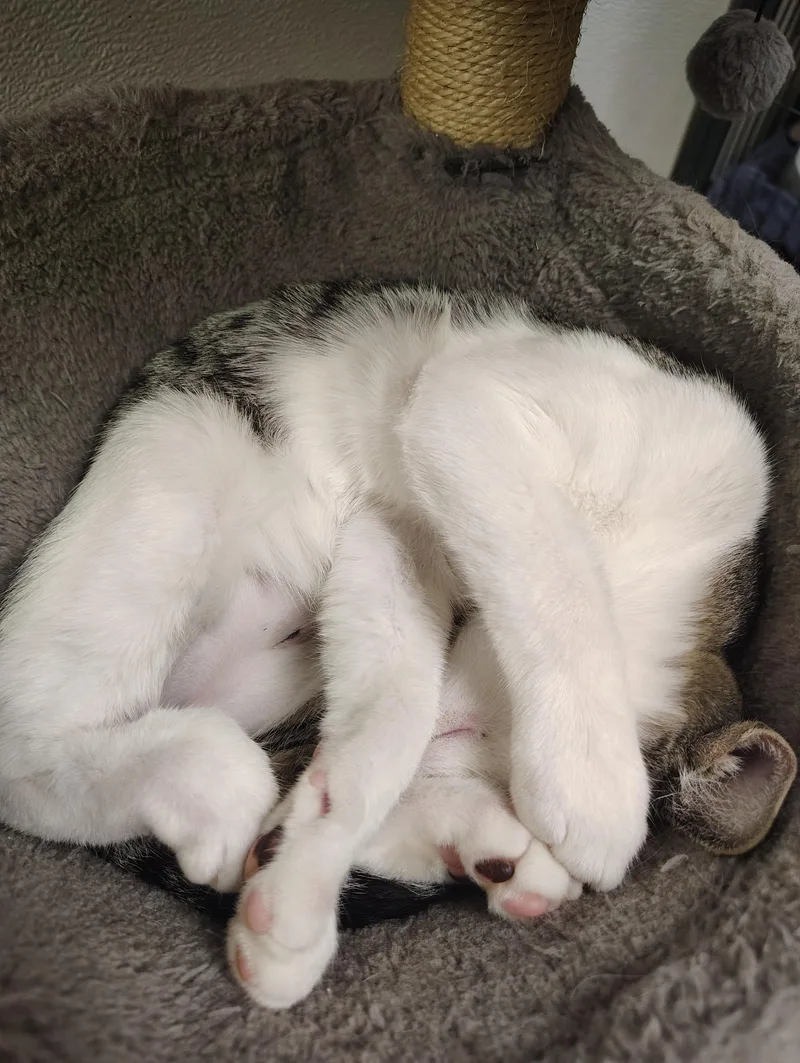 A young medium-sized male Tabby (Buff / Tan / Fawn) Domestic Short Hair cat named Bramble for adoption in Englewood, NJ