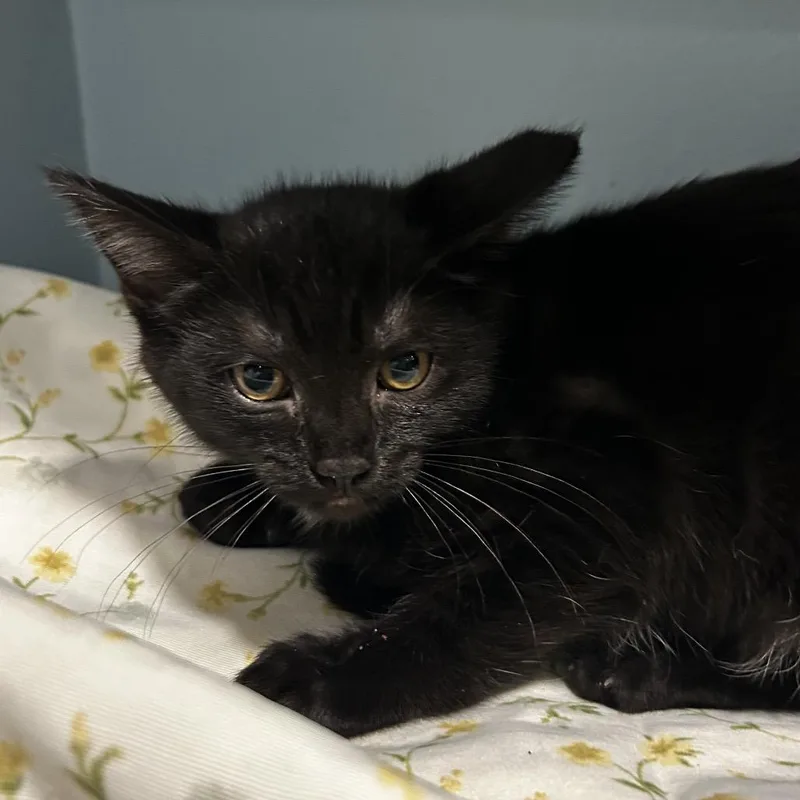 A baby small-sized female Black Domestic Short Hair cat named Jett for adoption in Chattanooga, TN