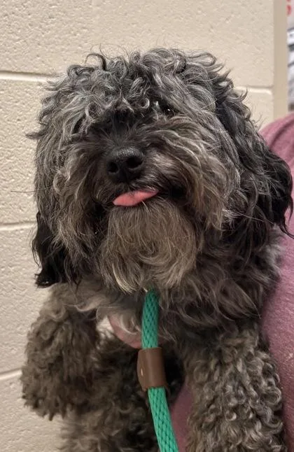A young small-sized male Poodle dog named Charles for adoption in Fishers, IN