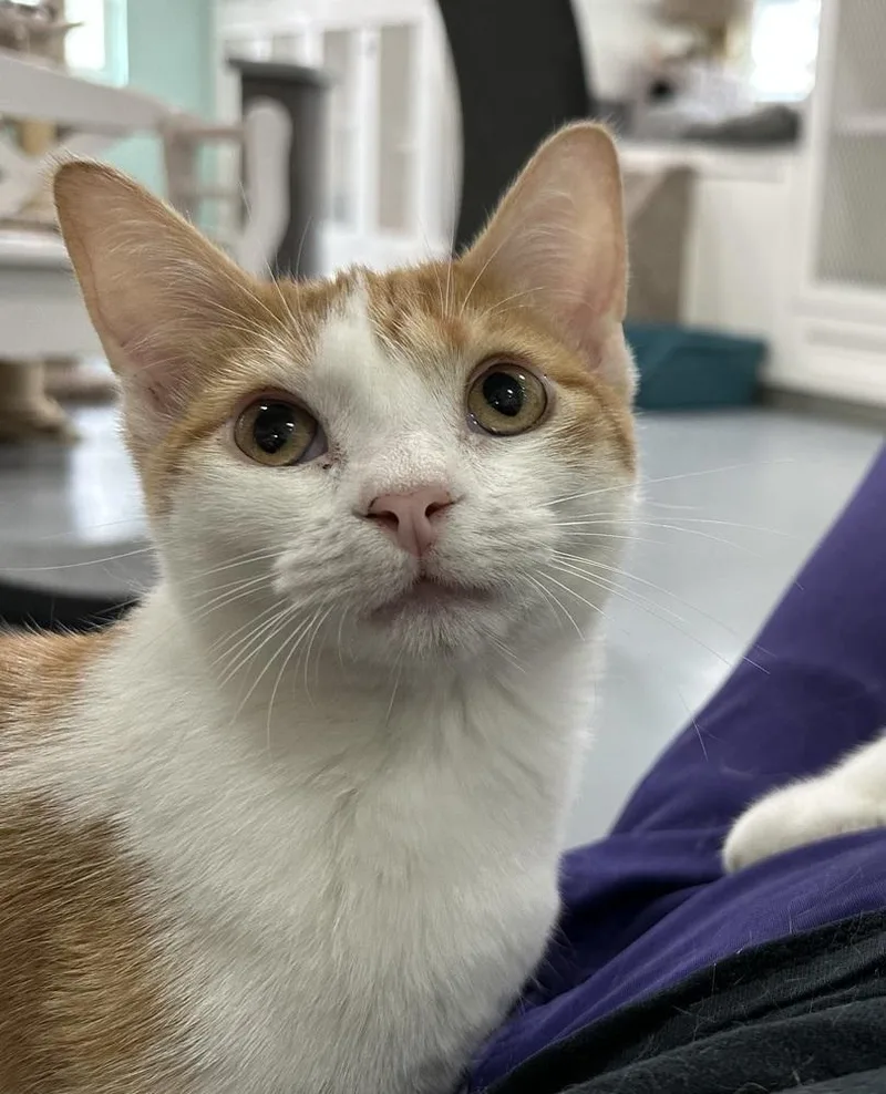 An adult medium-sized female Orange & White Domestic Short Hair cat named Sunkist for adoption in San Leon, TX