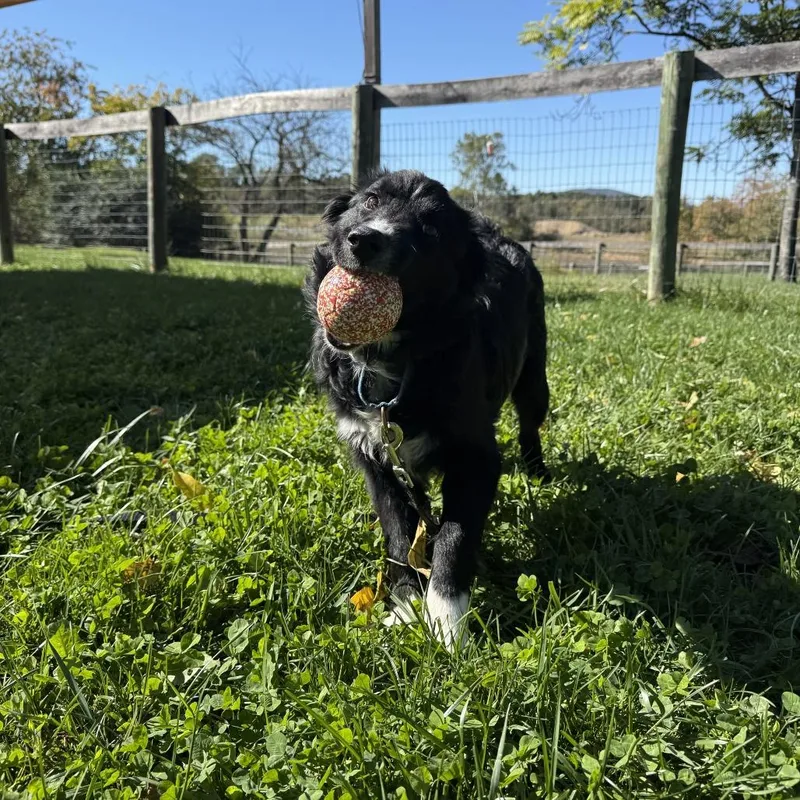 A baby small-sized male Black Border Collie dog named Chopper for adoption in Marshall, VA