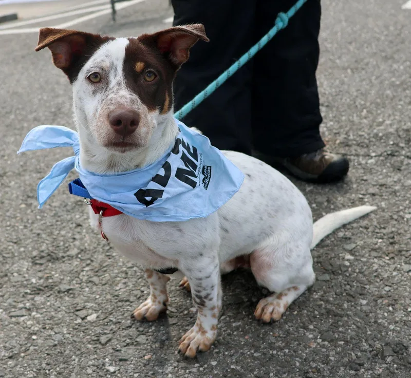 A baby medium-sized male Brown / Chocolate Jack Russell Terrier dog named Bambam for adoption in Harrison, NY