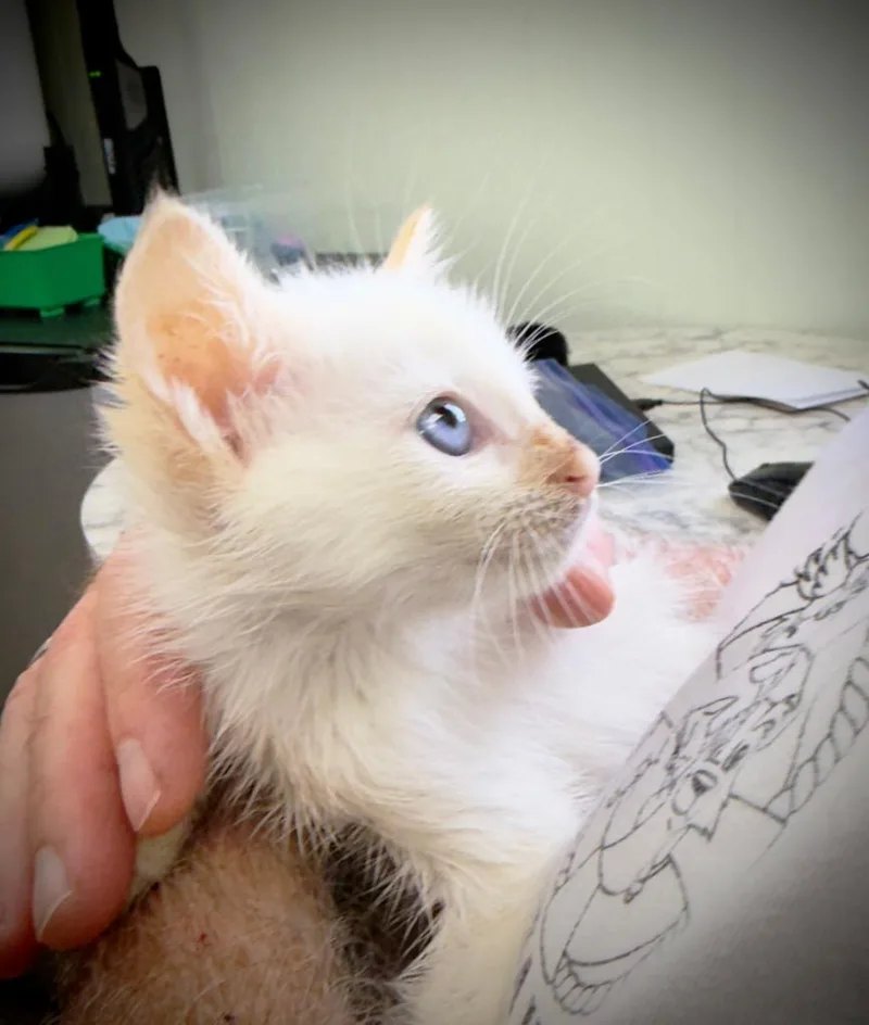 A baby medium-sized male Siamese cat named Wesley for adoption in San Pedro, CA