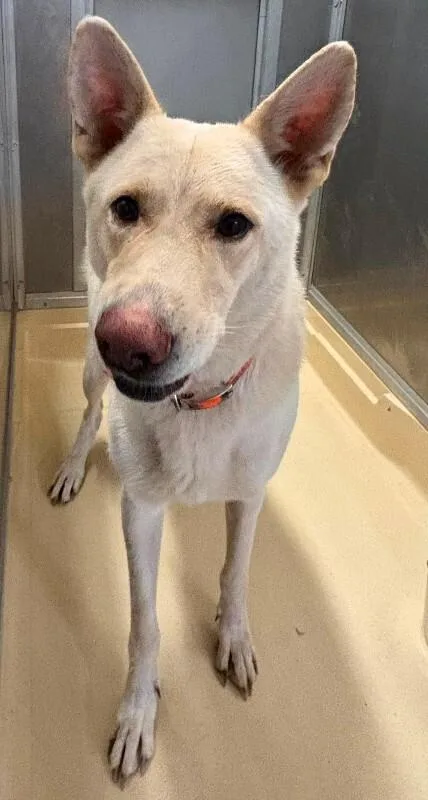 An adult medium-sized male Golden German Shepherd Dog dog named Unknown for adoption in Burgaw, NC