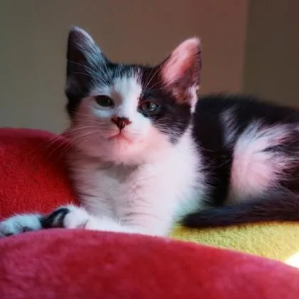 A baby small-sized female Domestic Short Hair cat named Daisy for adoption in Wheaton, IL