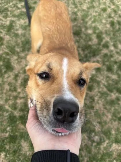 Cinnamon thumbnail 2