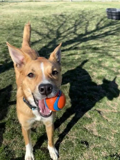 Cinnamon thumbnail 4