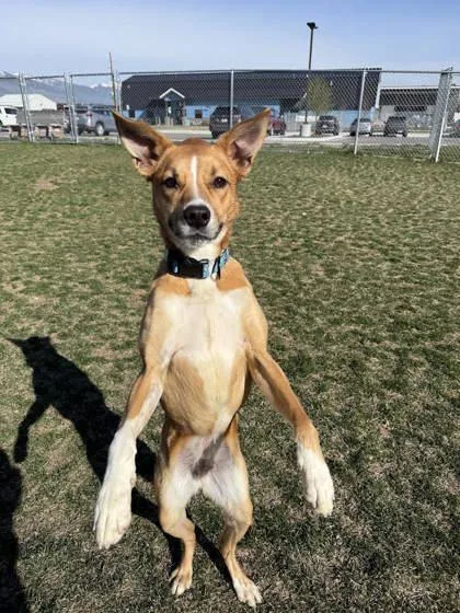 Cinnamon thumbnail 5