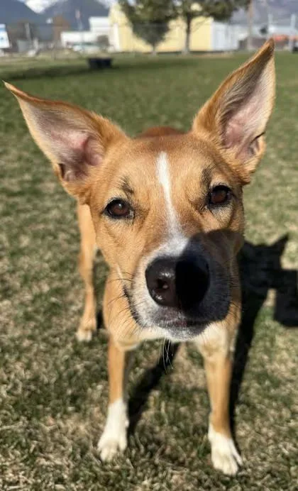 Cinnamon thumbnail 6