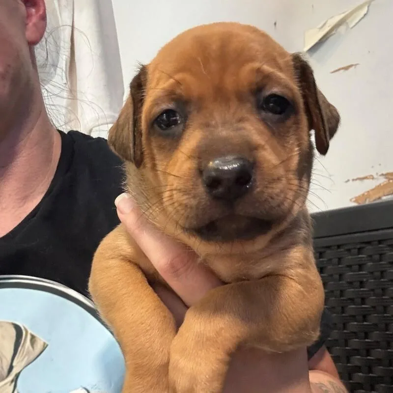 Snickerdoodledessert Litter thumbnail 2