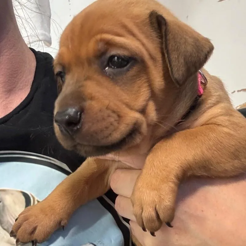 Snickerdoodledessert Litter thumbnail 3