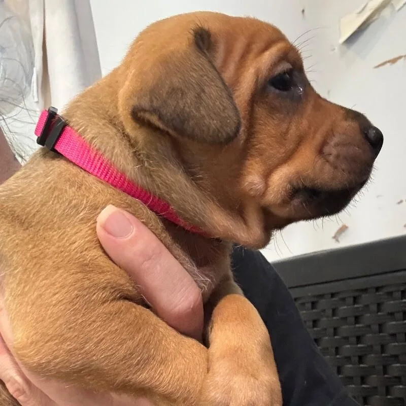 Snickerdoodledessert Litter thumbnail 4