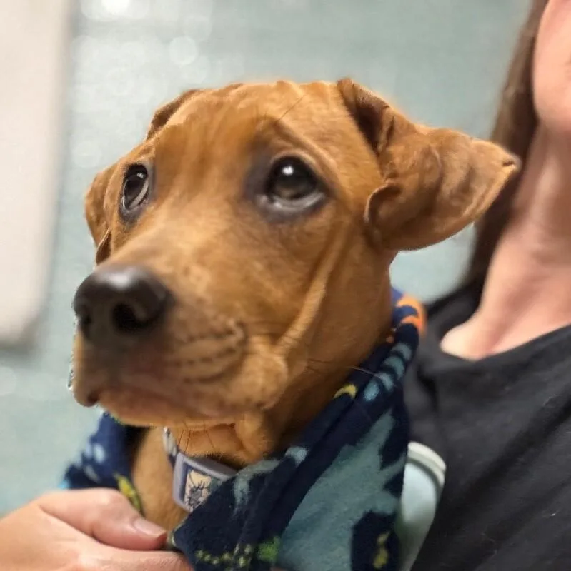 Snickerdoodledessert Litter thumbnail 5