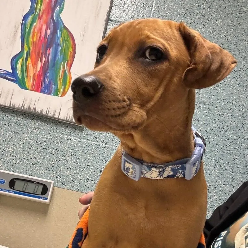 Snickerdoodledessert Litter thumbnail 6