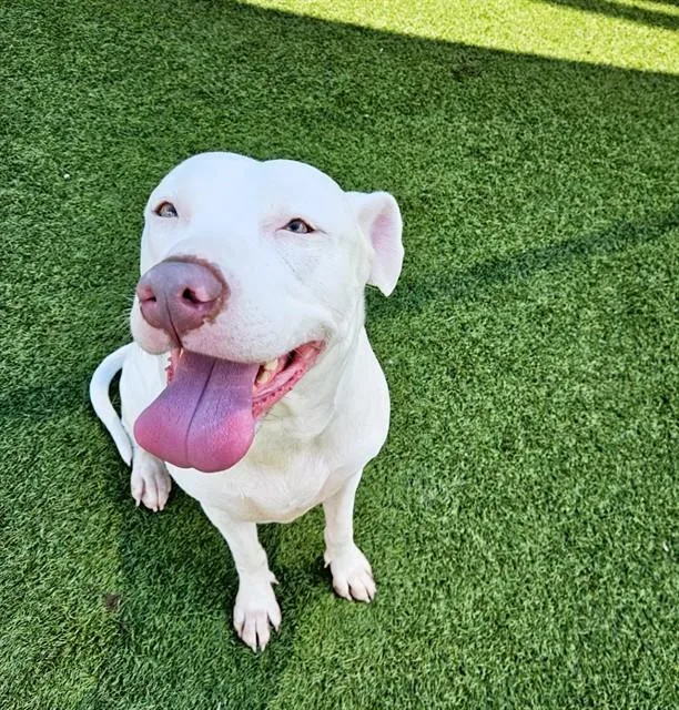 An adult large-sized female Mixed Breed dog named Snow for adoption in Dallas, TX