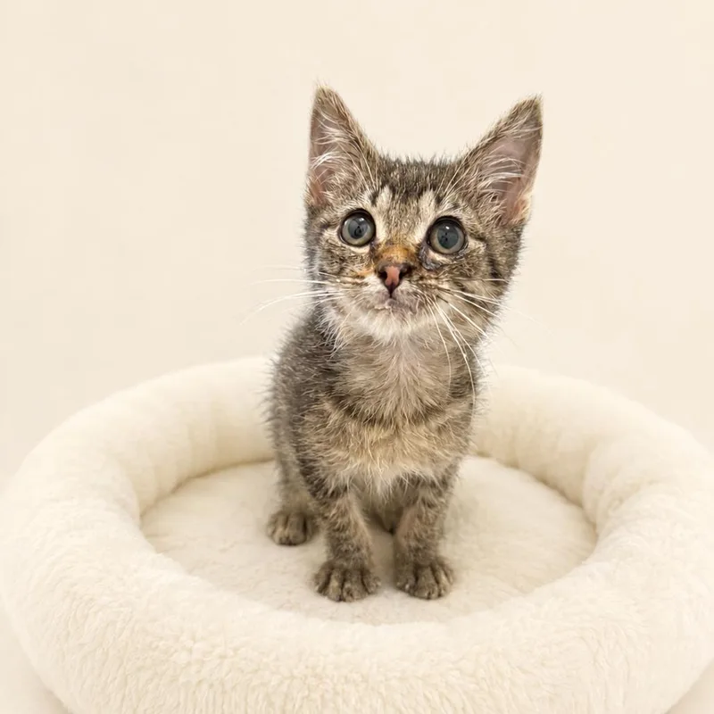 A baby small-sized female Brown / Chocolate Domestic Short Hair cat named Fiona for adoption in Redwood Falls, MN