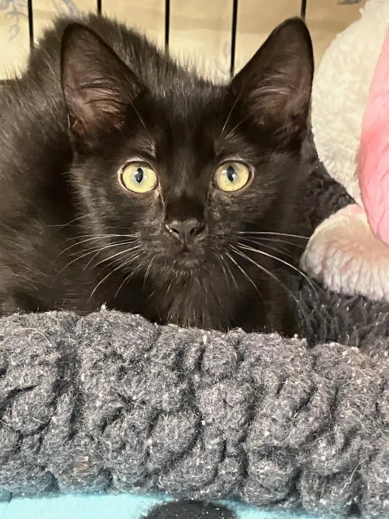 A baby small-sized female Domestic Short Hair cat named Rory for adoption in Lunenburg, MA