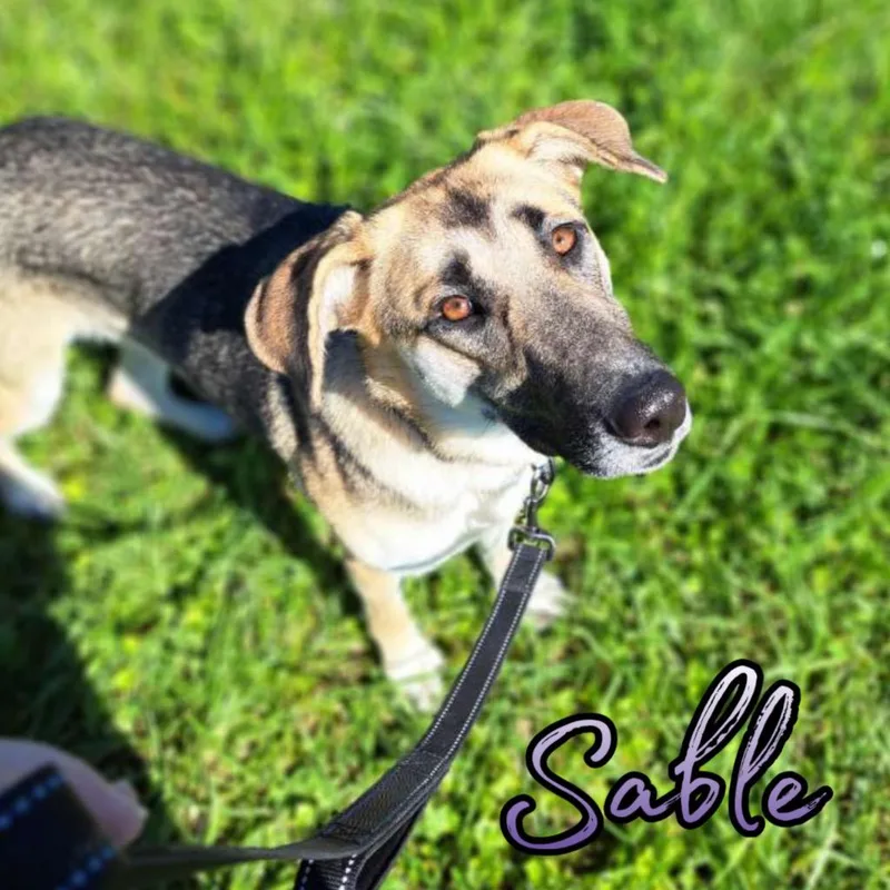 A young large-sized female German Shepherd Dog dog named Sable for adoption in Hillsboro, OH