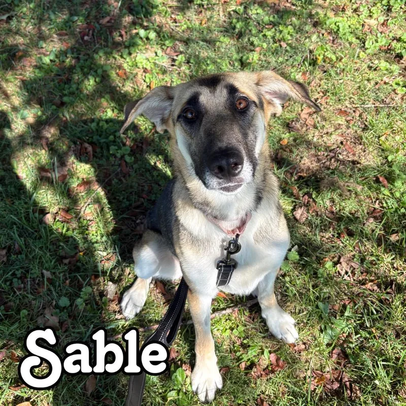 Sable thumbnail 3