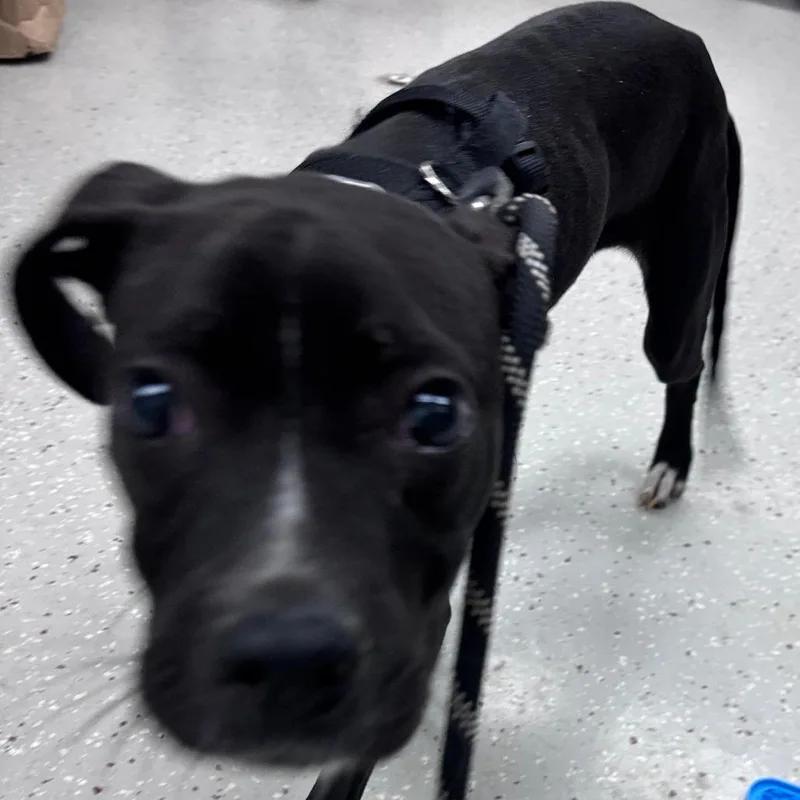 A baby small-sized male Black Pit Bull Terrier dog named Milo for adoption in Indianapolis, IN