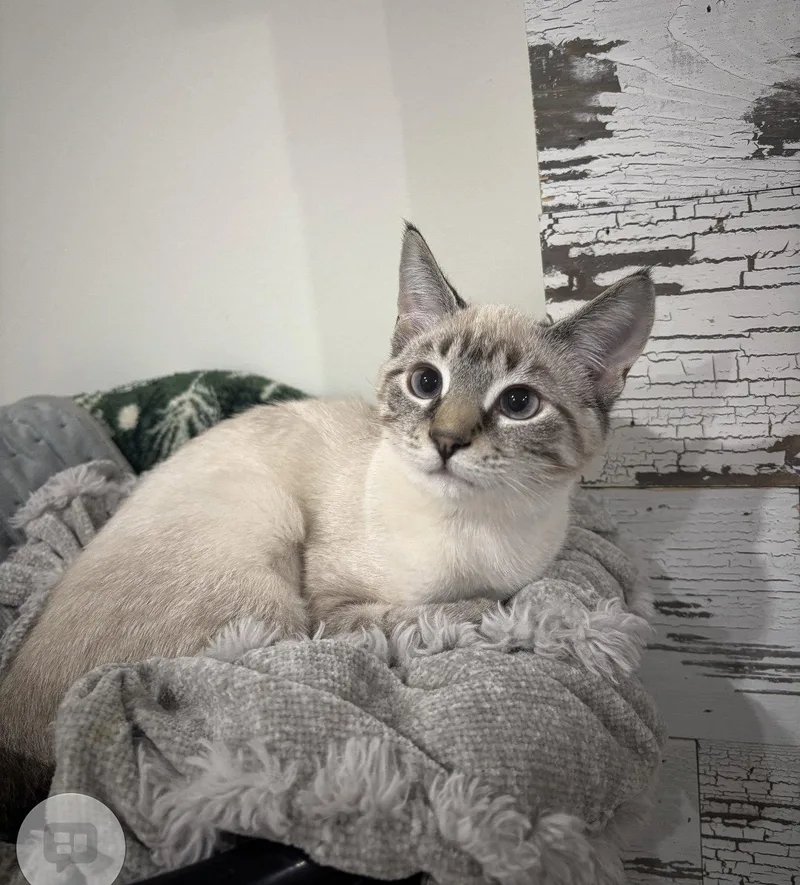 A baby medium-sized female Buff / Tan / Fawn Domestic Short Hair cat named Prinsess for adoption in Walled Lake, MI